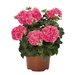 Ампельная плющелистная пеларгония (герань) Great Balls of Fire Pink